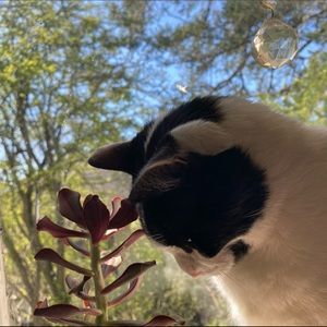 Meet your Posher, Kasi